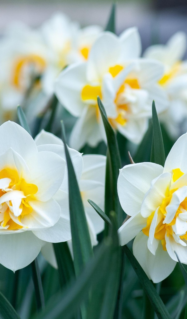 Белые нарциссы с зелеными листьями на клумбе 