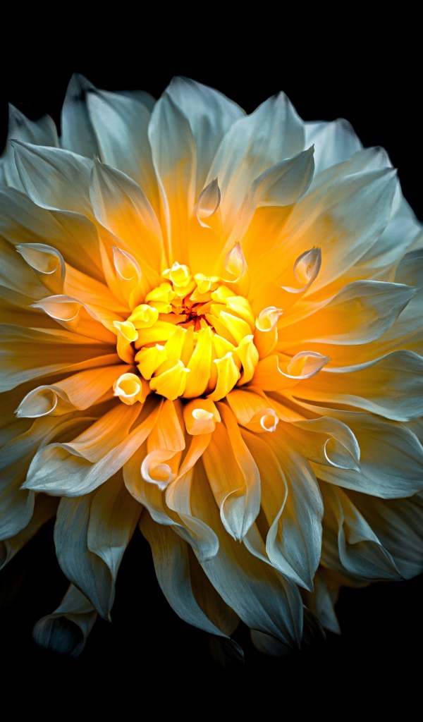 Белый цветок георгины с желтой серединкой на черном фоне