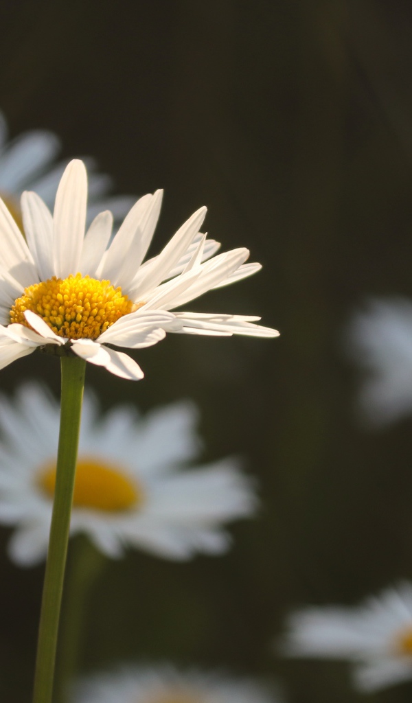 Белые ромашки в лучах солнца на поле