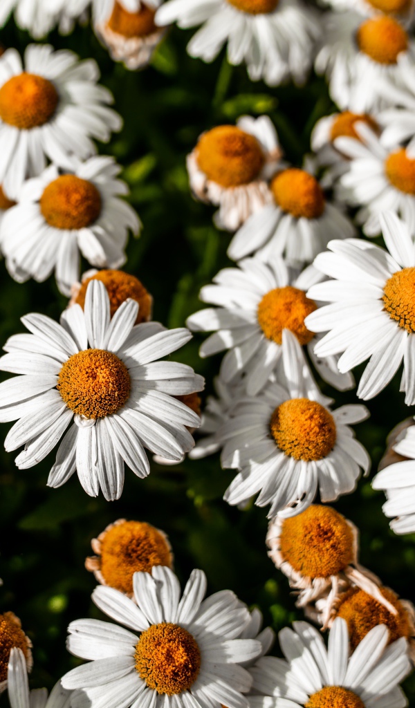 Белые ромашки с желтой серединкой крупным планом 