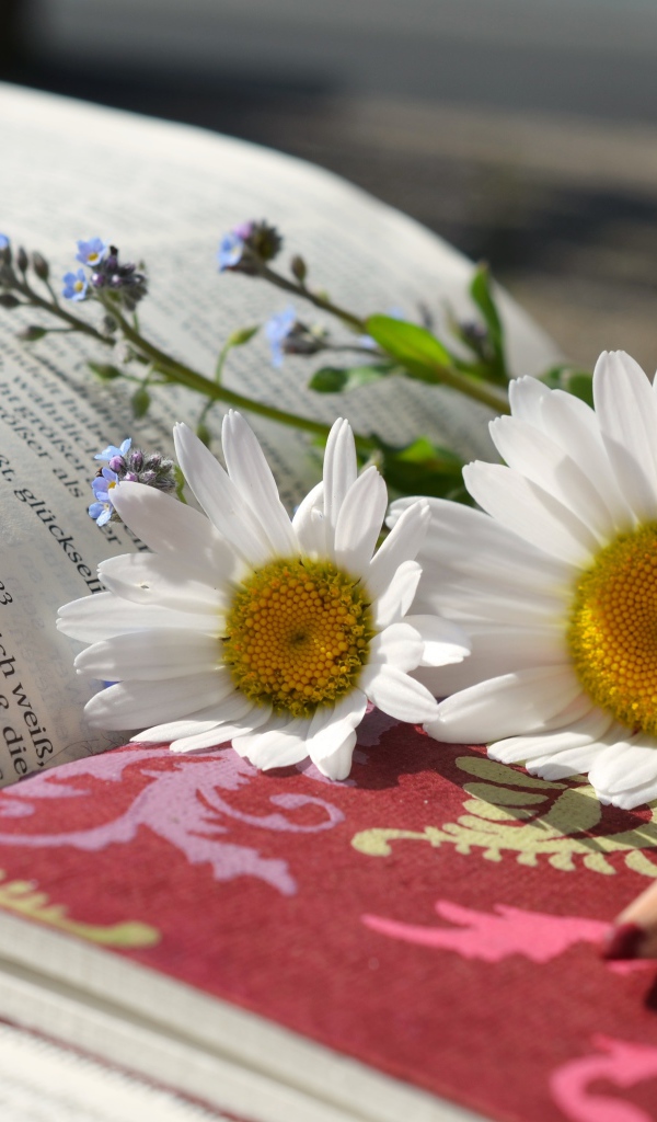 Белые ромашки с блокнотом и карандашом на книге 