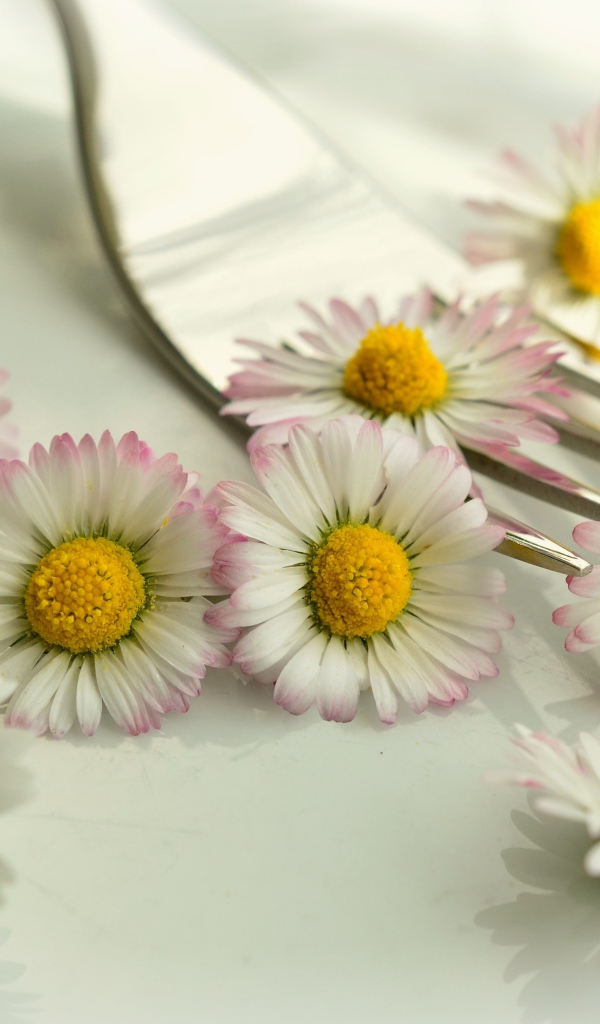 Белые маргаритки с желтыми серединками на столе с вилкой