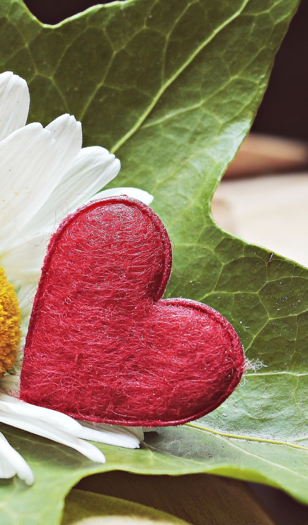 Белая ромашка с красным сердцем на листе