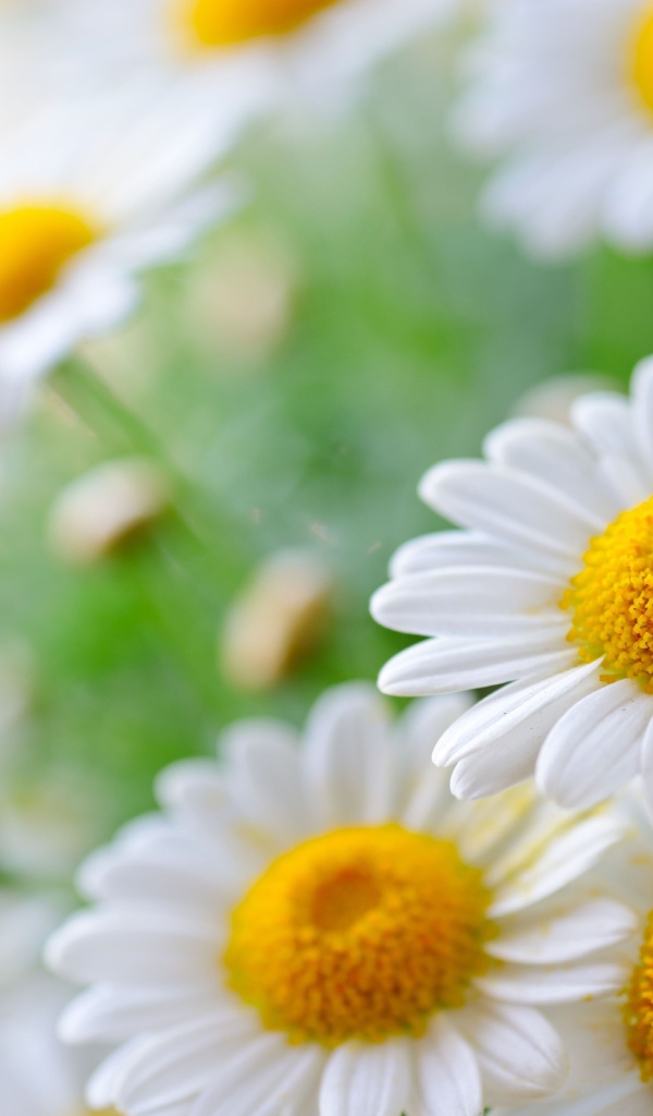 Белая ромашка с белыми лепестками в пыльце