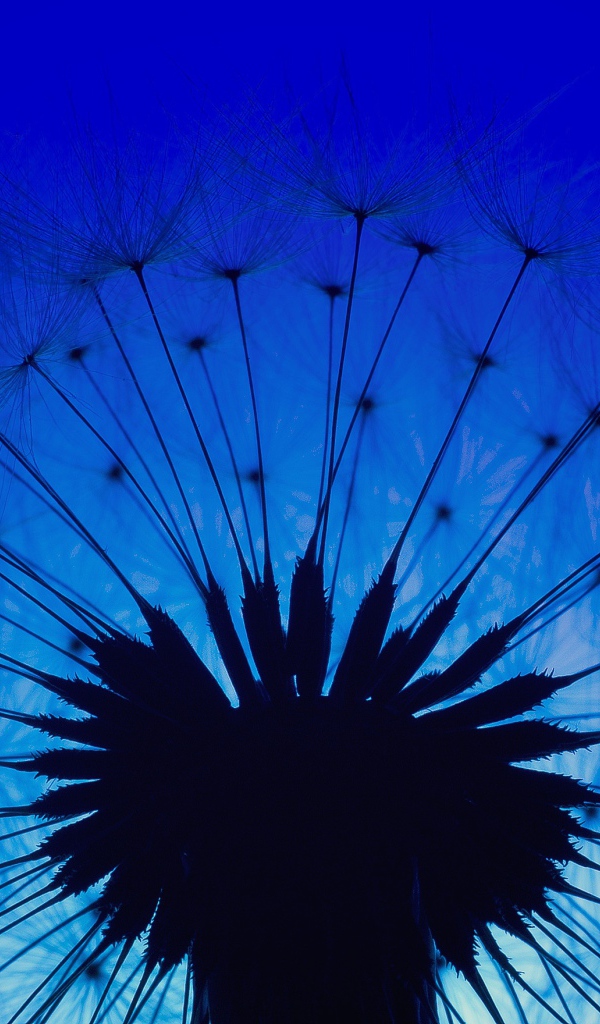 Белый одуванчик на фоне голубого неба в сумерках