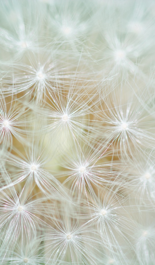 Белый цветок одуванчика крупным планом