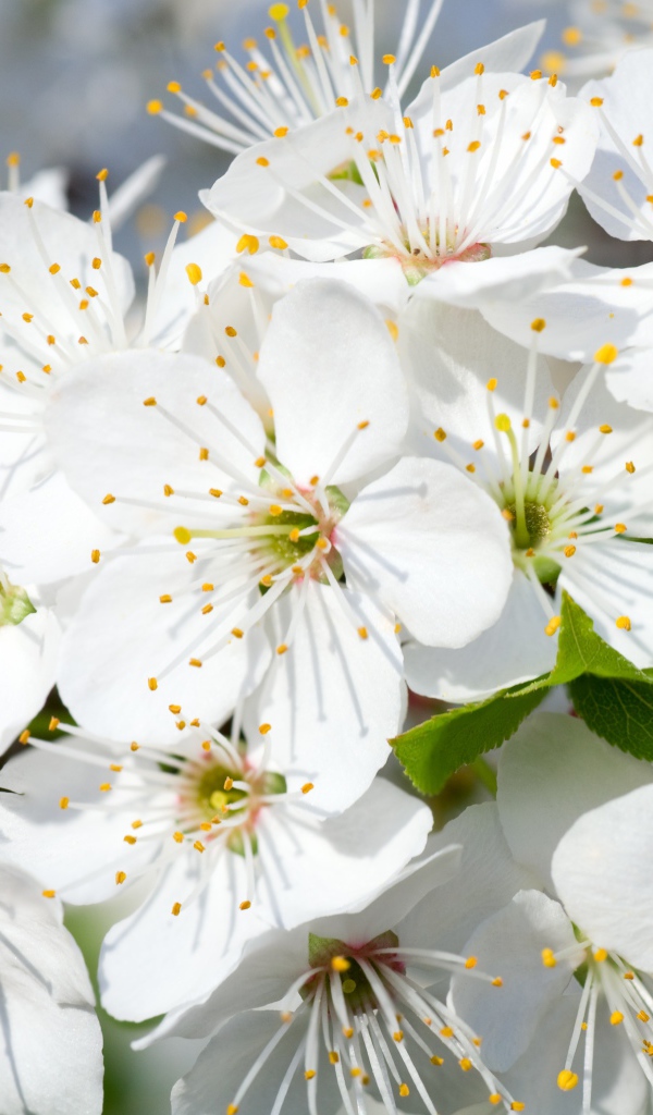 Белые нежные цветы черешни на дереве