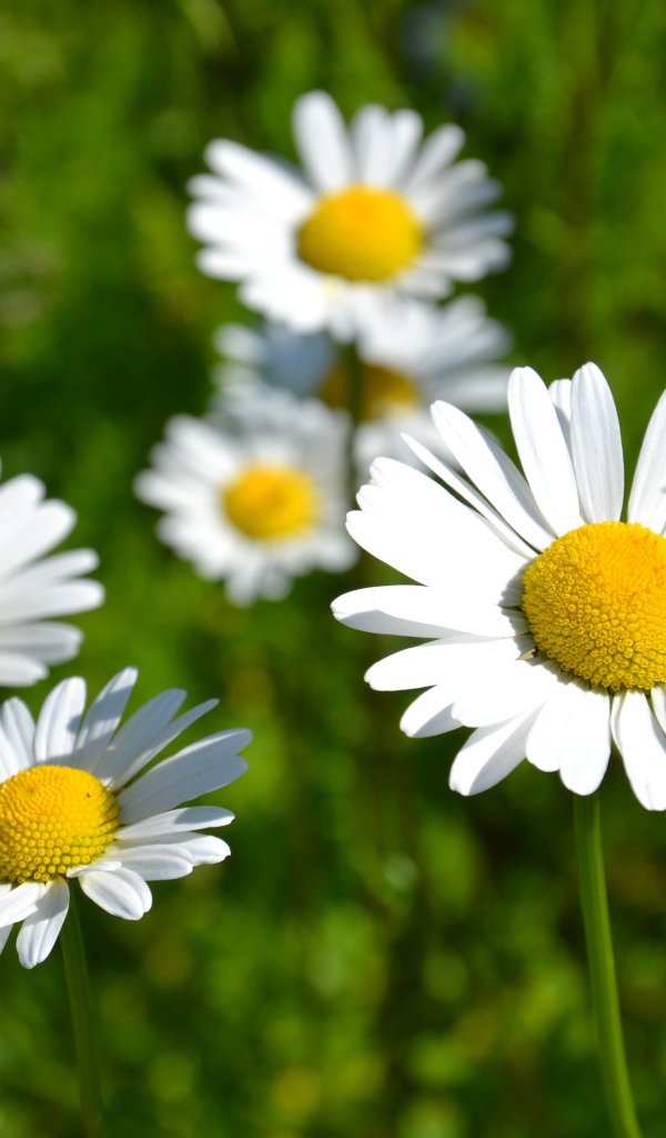 Белые нежные цветы ромашки в лучах солнца 