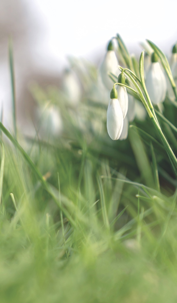 Белые нежные весенние цветы подснежники 