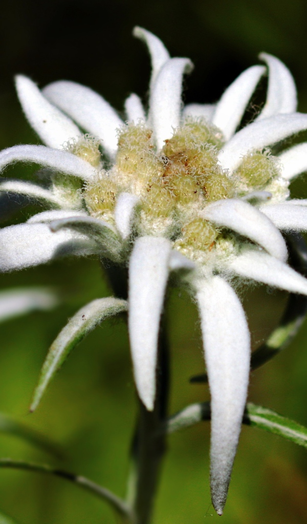 Белые цветы эдельвейса крупным планом 