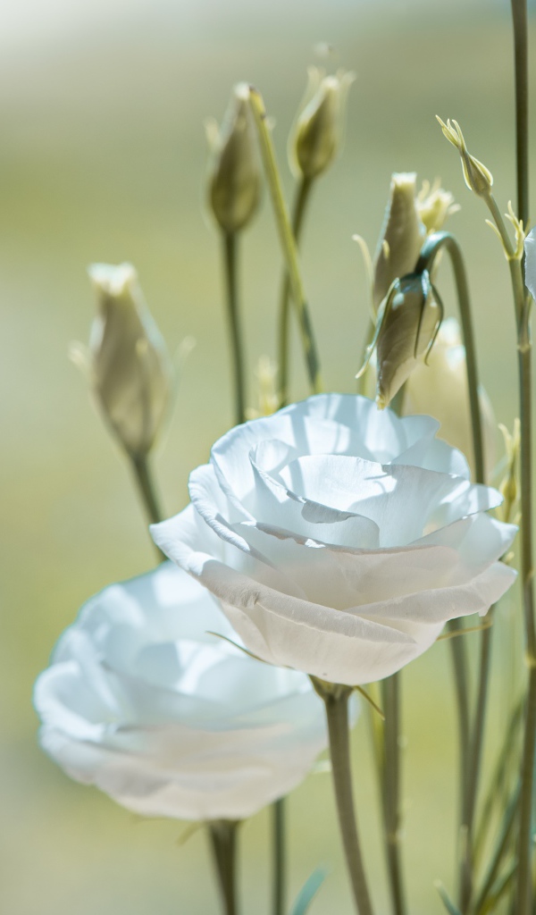 Белые цветы эустома с бутонами крупным планом