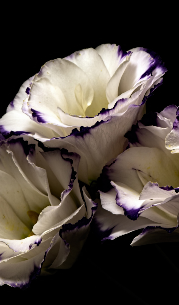 Белые цветы эустома с фиолетовыми концами на лепестках на черном фоне