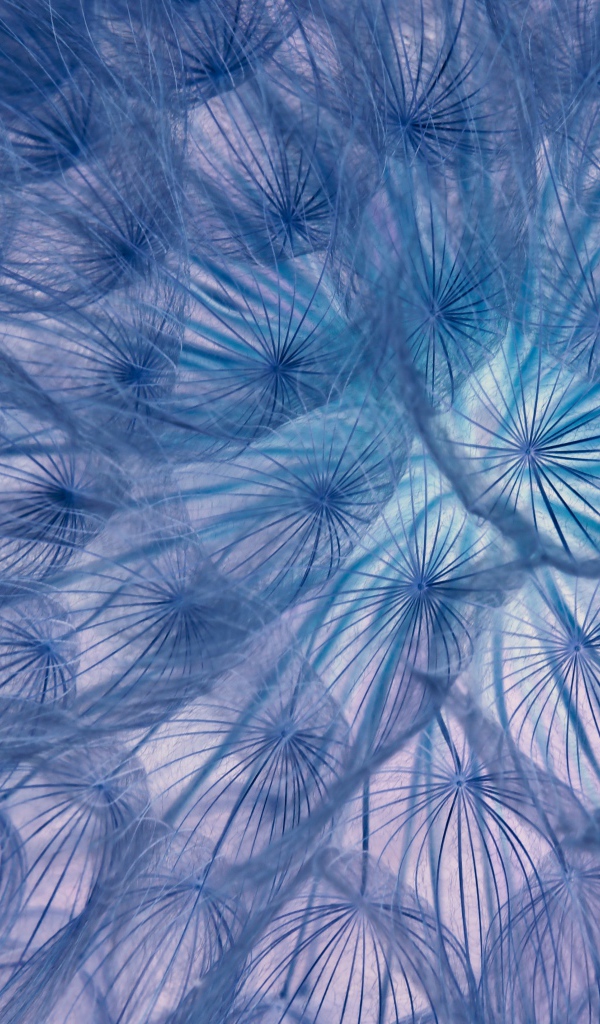 Белый отцветший одуванчик крупным планом