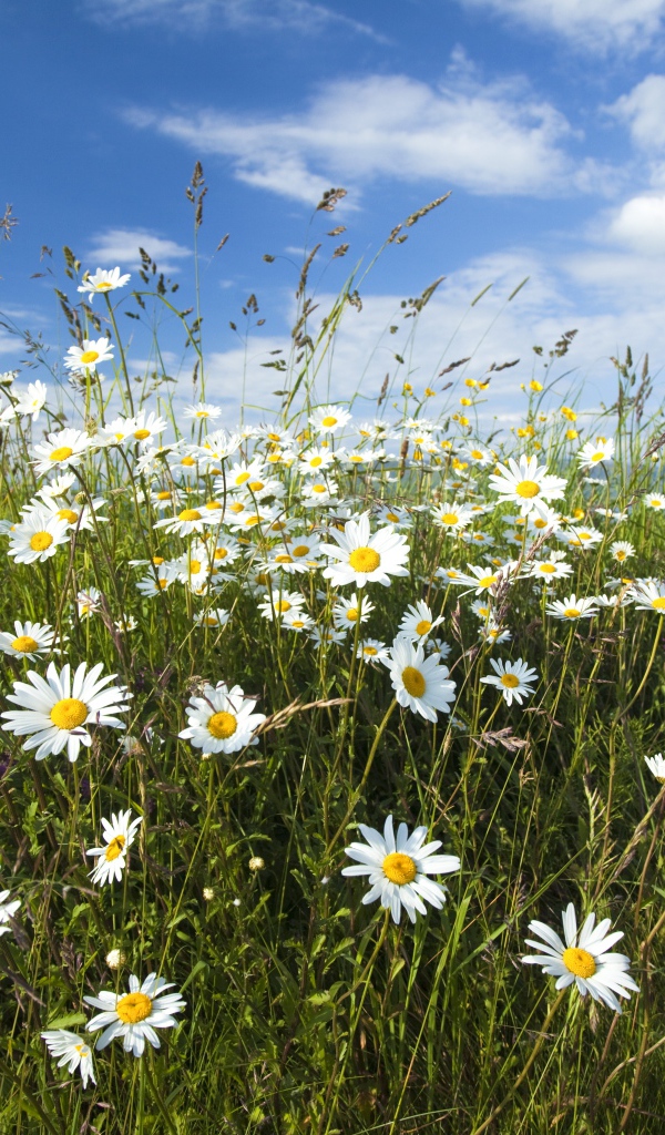 Белые полевые ромашки с колосками на поле под голубым небом 