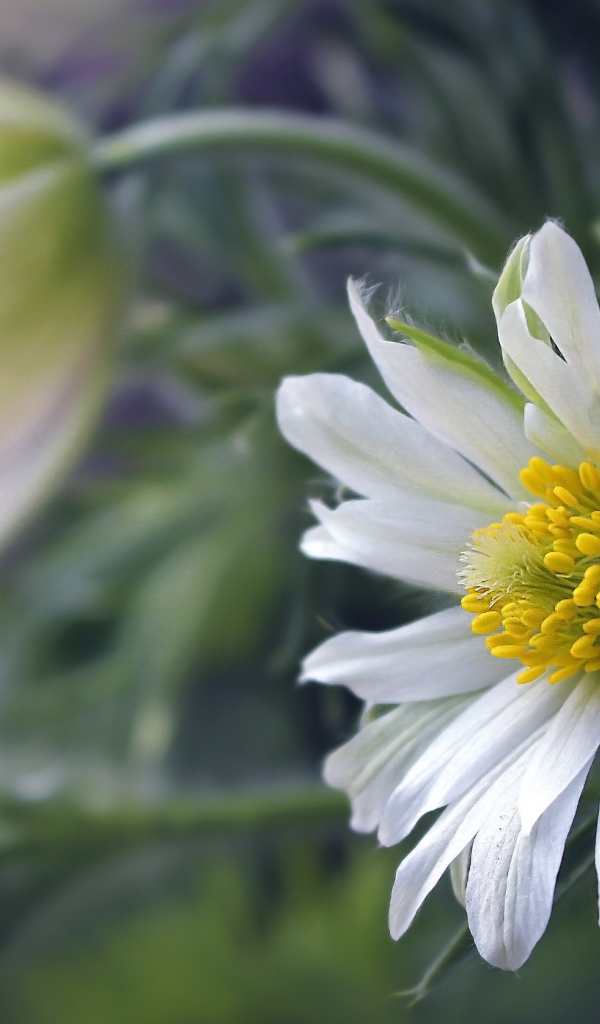 Белые цветы прострела с зелеными листьями