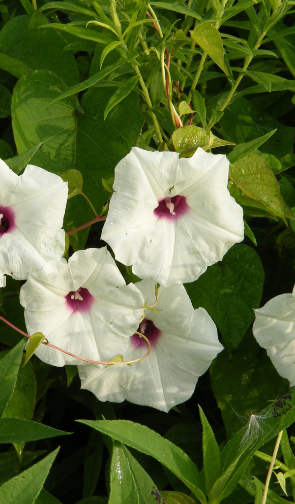 White flowers of morning glory in green leaves