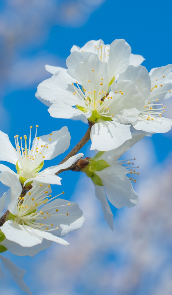 Белые цветы на ветке дерева на фоне неба