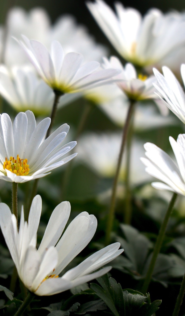 Белые цветы остеоспермум на клумбе 