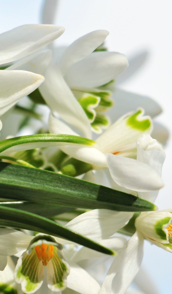 Белые цветы подснежники с зелеными листьями на белом фоне