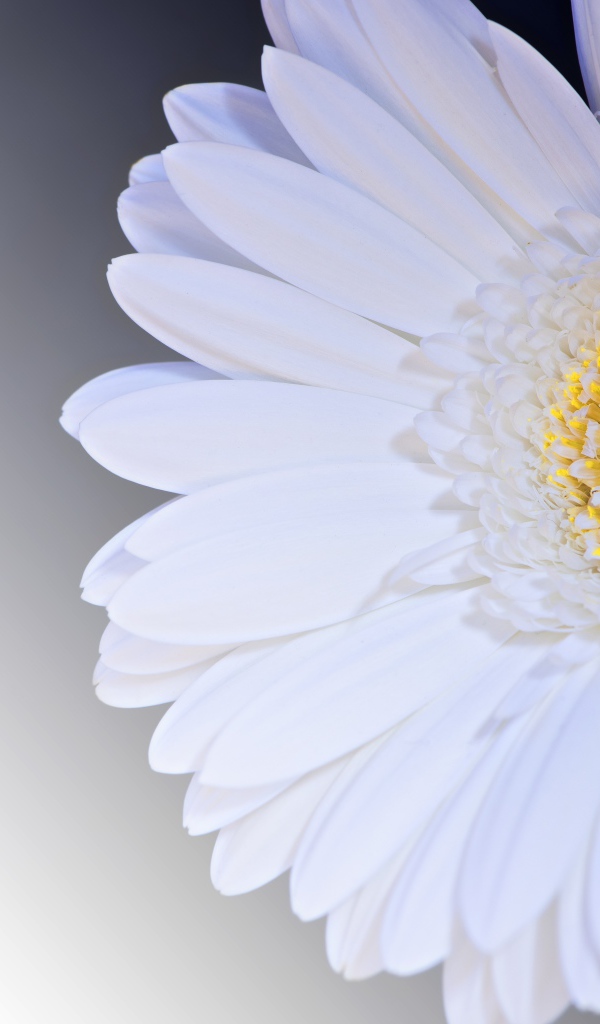 Белый цветок гербера на сером фоне крупным планом