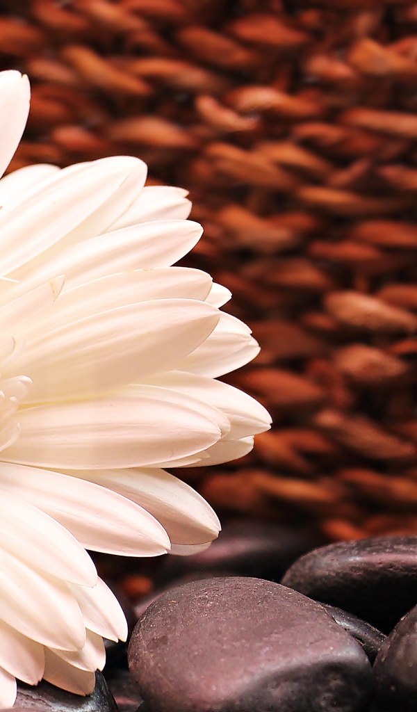 Белая гербера с черными камнями