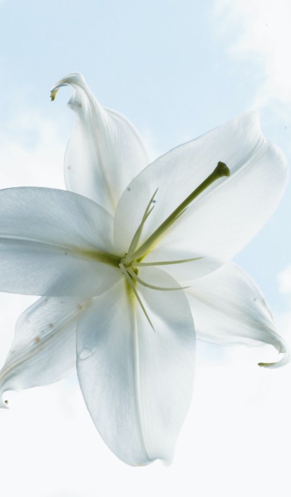 Белый цветок лилии на фоне неба