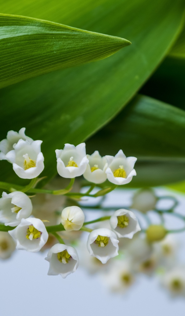 Белые цветы ландыша с зелеными листьями
