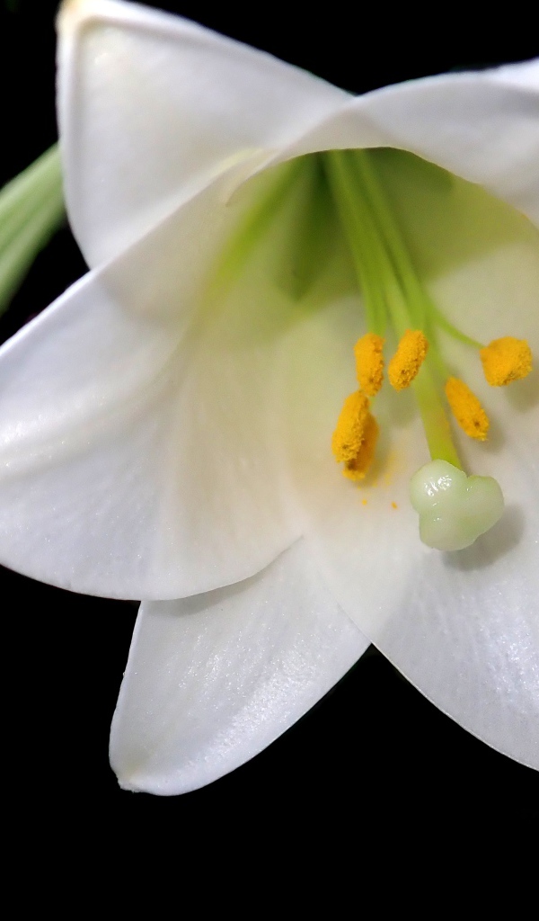 Белая лилия с бутоном на черном фоне