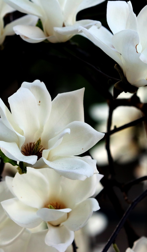 Белые цветы магнолии на ветках 