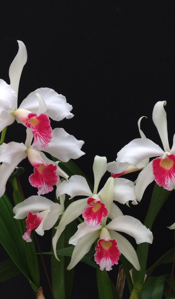 Белые орхидеи с розовой серединкой на черном фоне