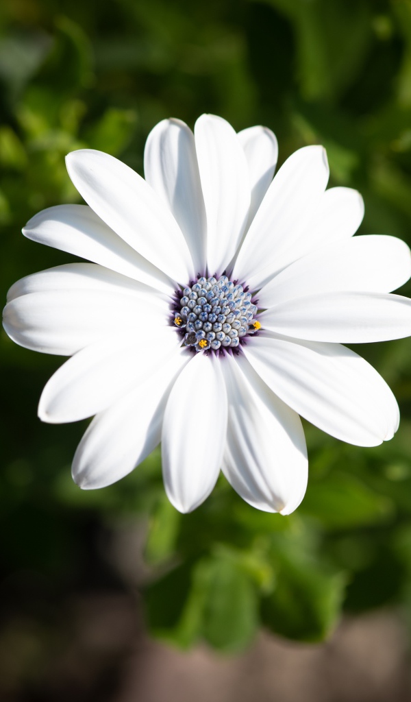 Белый цветок остеоспермум в лучах солнца 