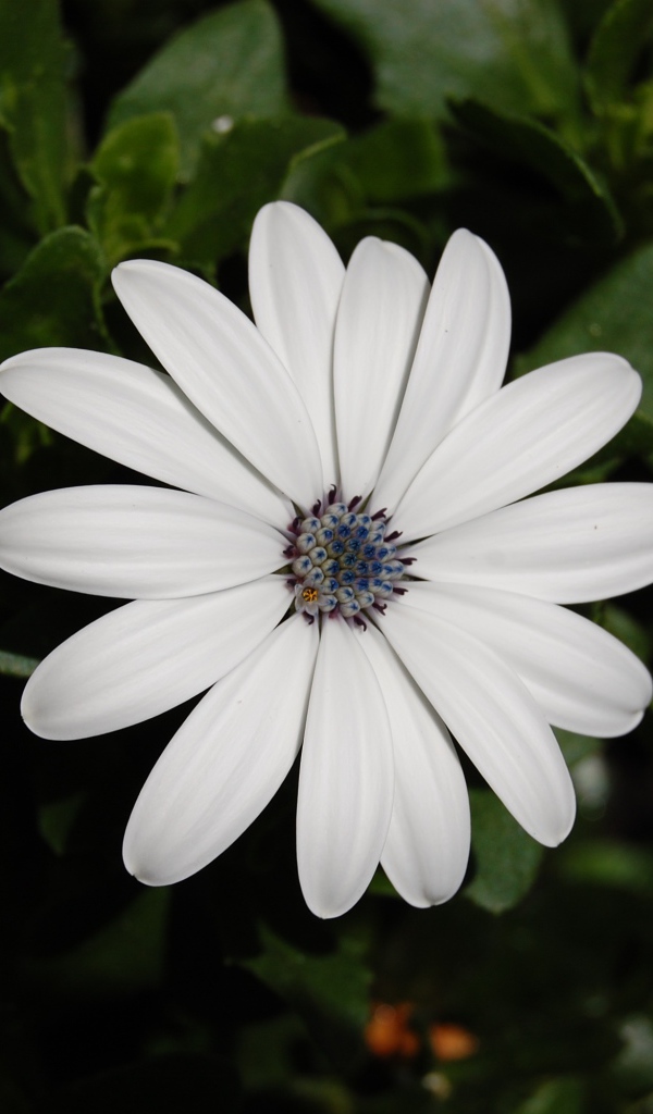 Белый цветок остеоспермум с бутонами 