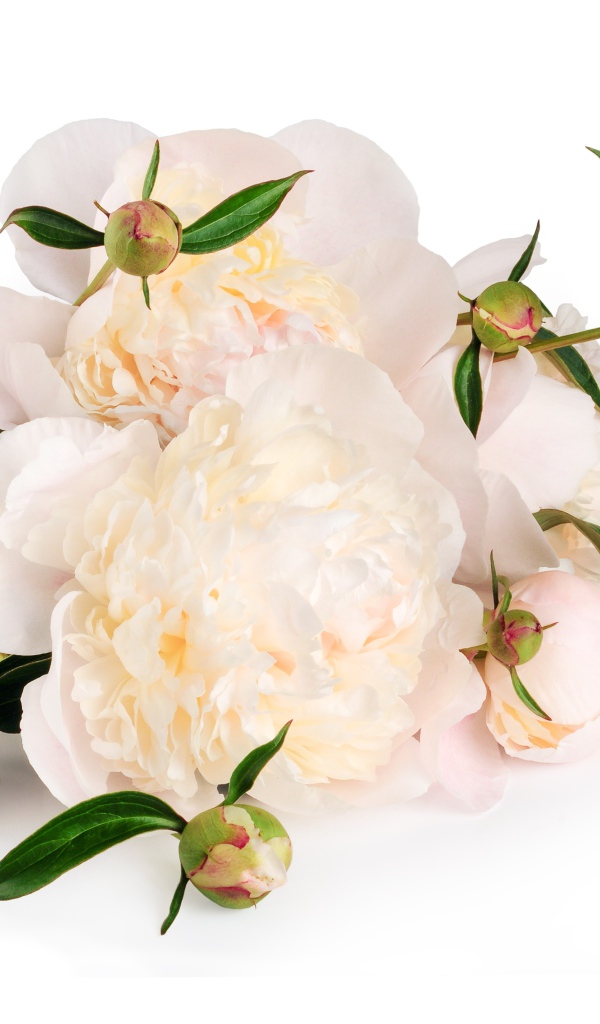 Белые пионы с бутонами на белом фоне
