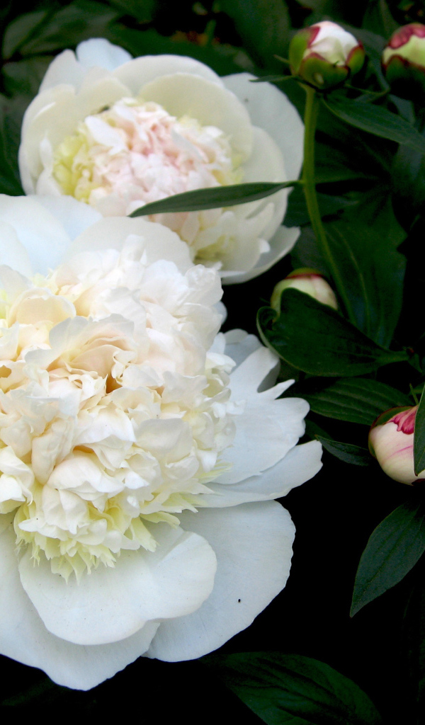 Белые цветы пиона с бутонами в зеленых листьях