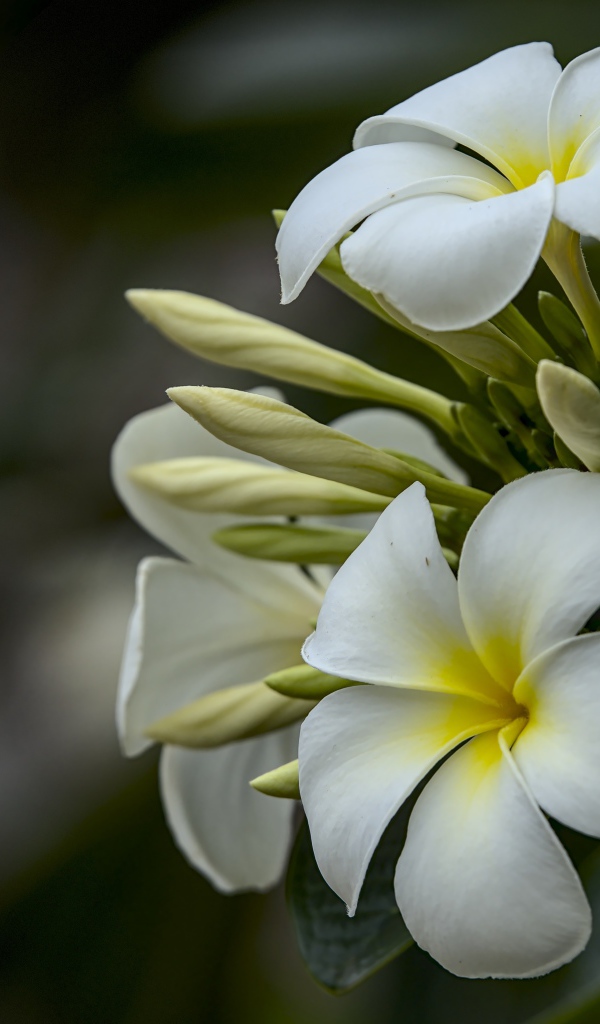 Белые цветы плюмерии с бутонами  на ветке 