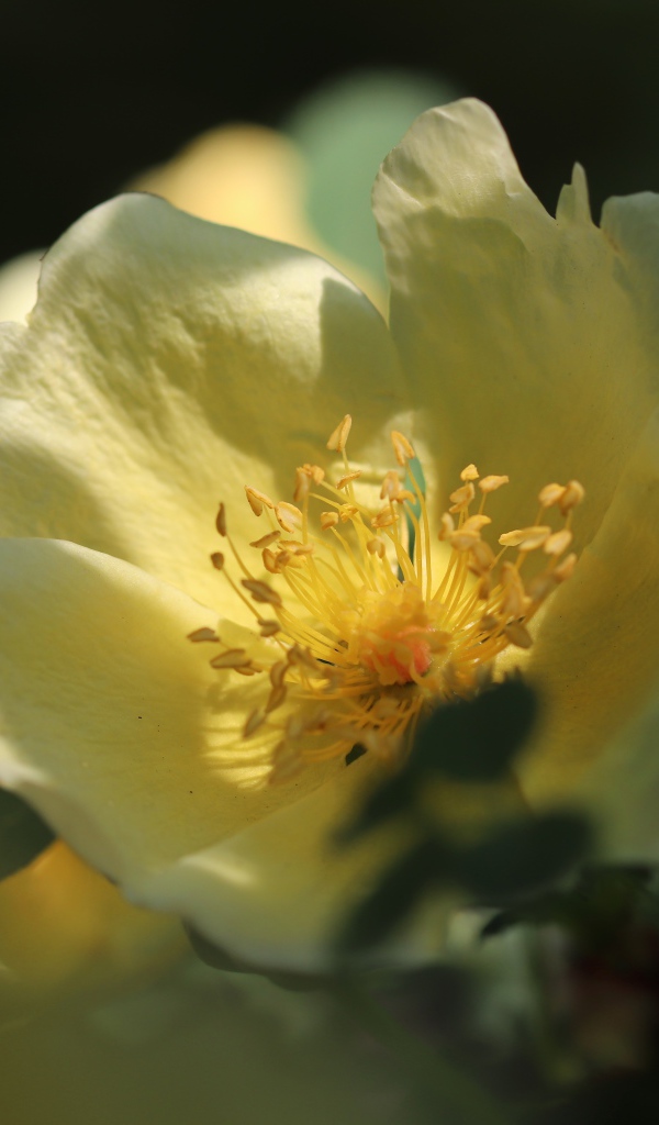 Белый цветок розы в лучах солнца 