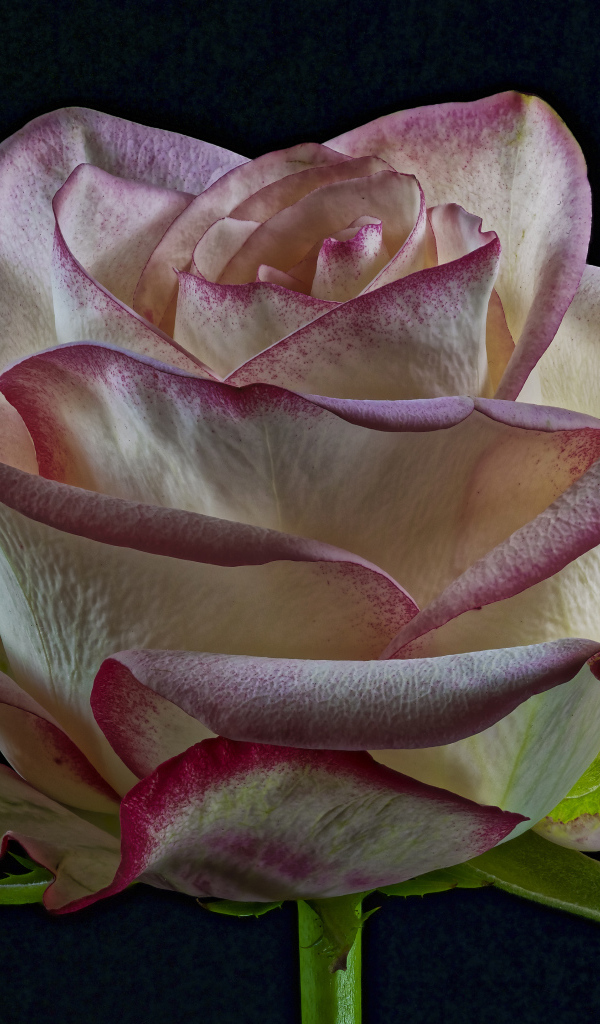 Белая роза с розовыми краями на лепестках на черном фоне