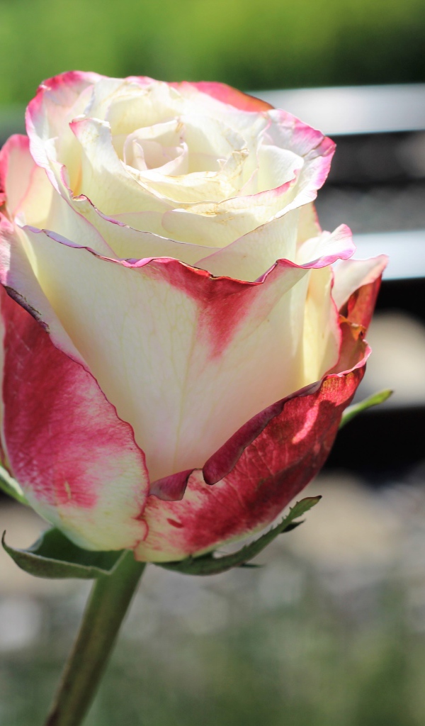 Белая роза с розовыми лепестками крупным планом