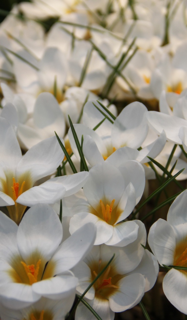 Белые маленькие цветы крокусы с зелеными листьями