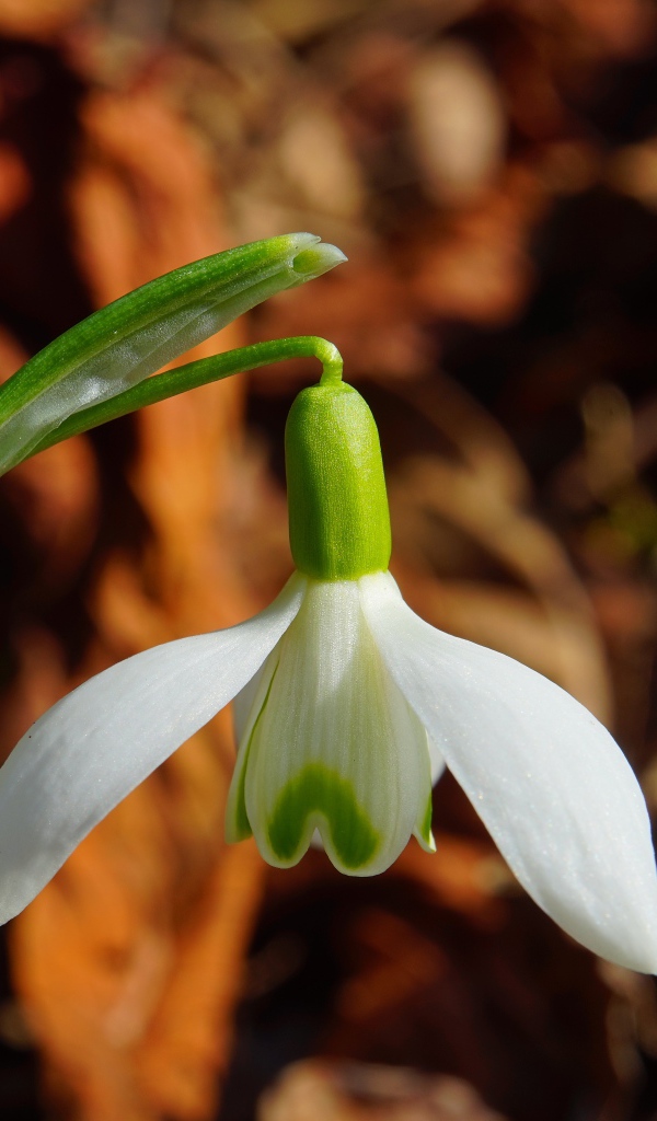 Белый цветок подснежника крупным планом 