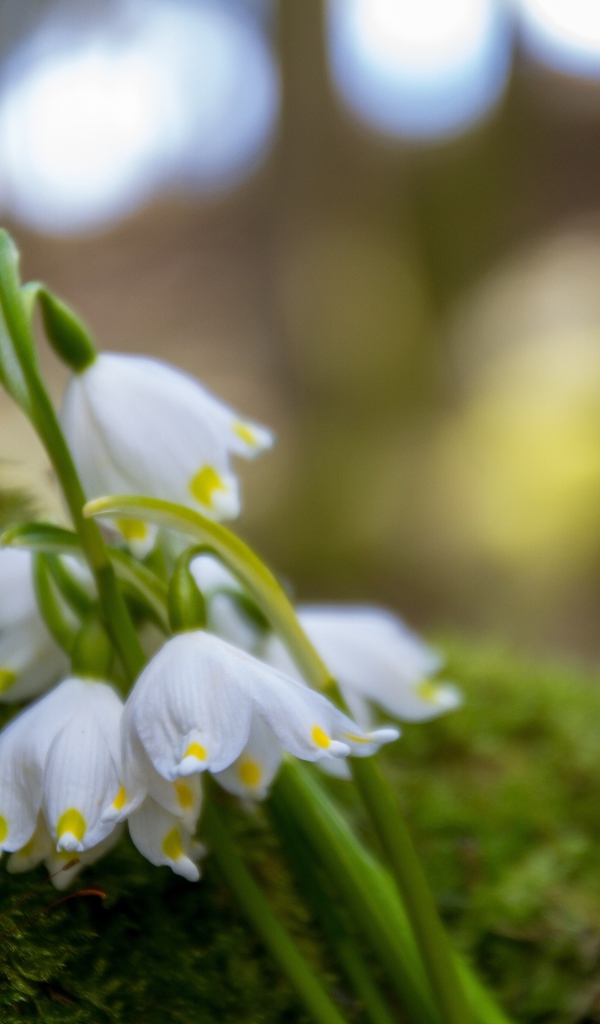 Белые цветы подснежника лежат на зеленом мху 