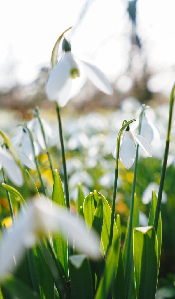 Белые цветы подснежника на поле 