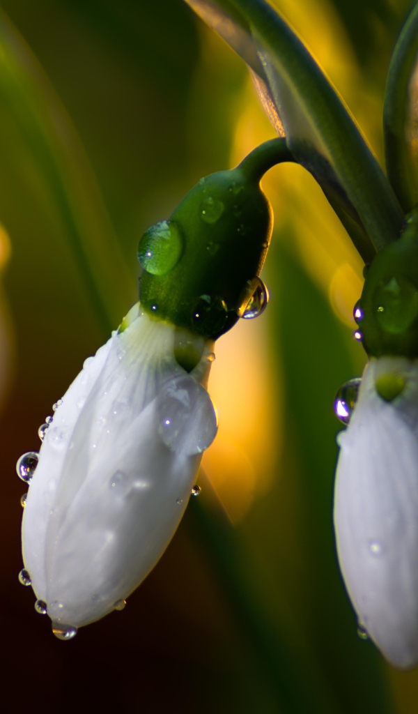 Белые подснежники в каплях росы крупным планом