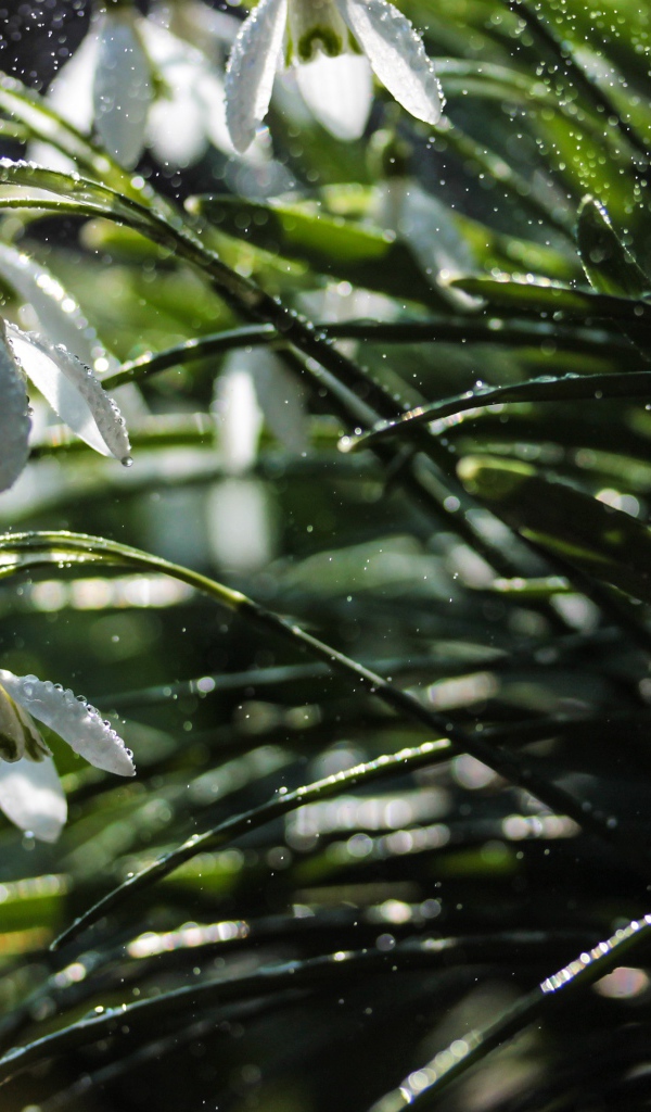 Белые подснежники под дождем