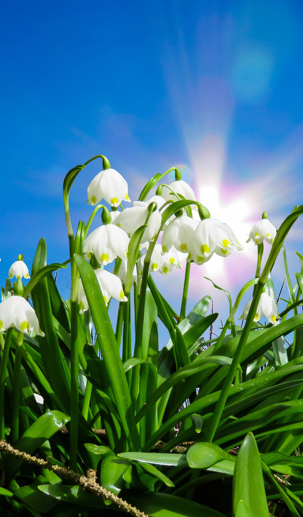 Белые подснежники в лучах солнца под голубым небом