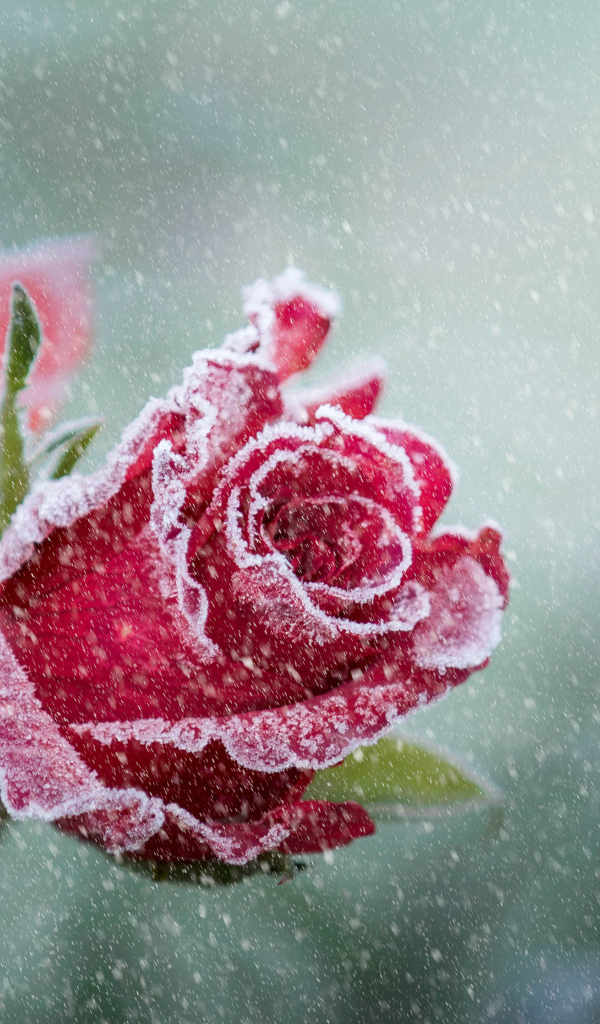 Покрытая инеем красная роза зимой