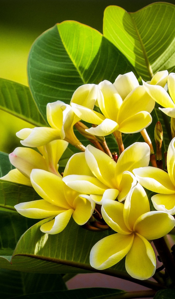 Желтые цветы плюмерии с зелеными листьями 