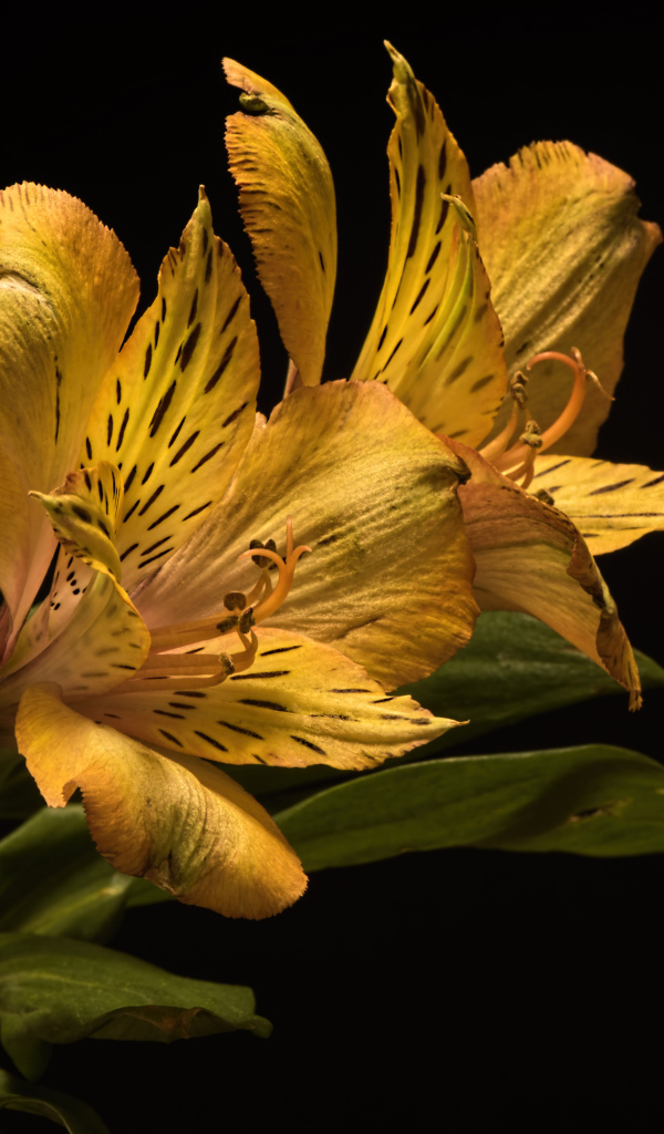 Желтый цветок альстромерии на черном фоне