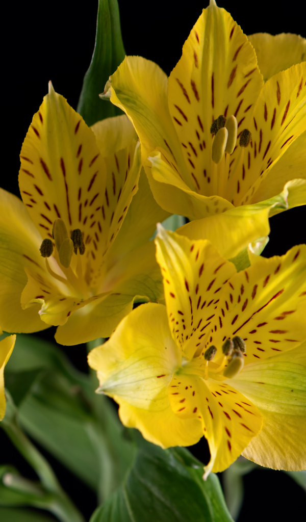 Желтые цветы альстромерии на черном фоне