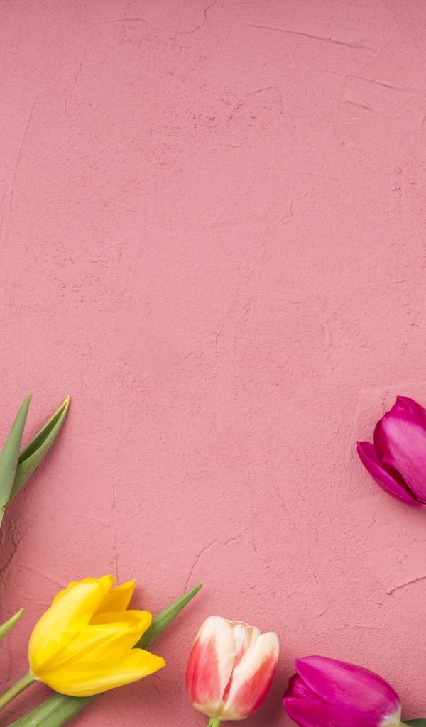 Желтые и сиреневые тюльпаны на розовом фоне 